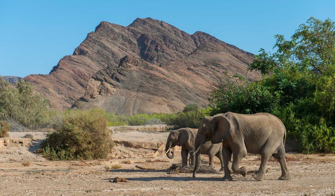 Namibia Culls 700+ Wild Animals Amid Severe Drought and Food Shortages