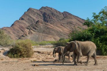 Namibia Culls 700+ Wild Animals Amid Severe Drought and Food Shortages