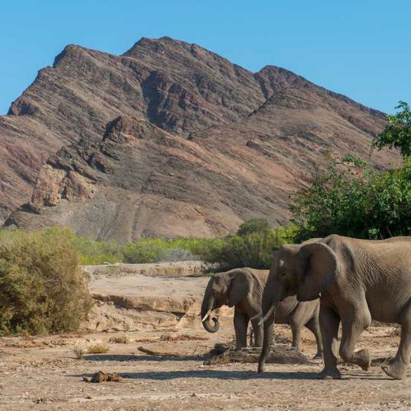 Namibia Culls 700+ Wild Animals Amid Severe Drought and Food Shortages