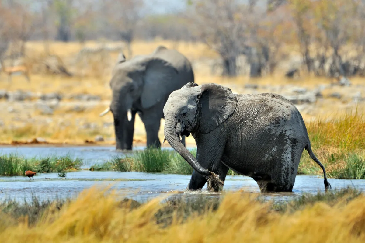 Namibia Culls 700+ Wild Animals Amid Severe Drought and Food Shortages