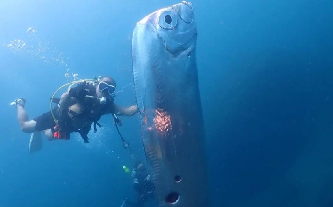 Rare 12-Foot Oarfish Discovered by Scientists Off Southern California Coast