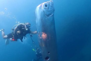 Rare 12-Foot Oarfish Discovered by Scientists Off Southern California Coast