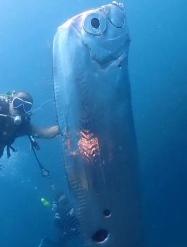 Rare 12-Foot Oarfish Discovered by Scientists Off Southern California Coast