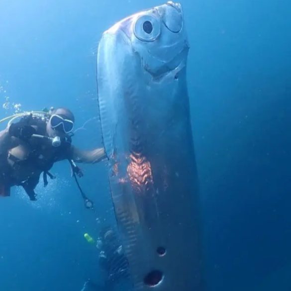 Rare 12-Foot Oarfish Discovered by Scientists Off Southern California Coast