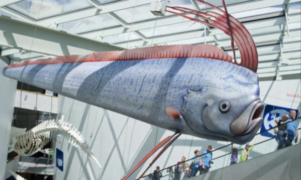 Rare 12-Foot Oarfish Discovered by Scientists Off Southern California Coast