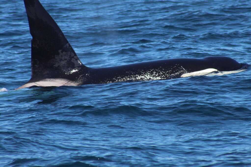 Rare Whale Encounter Near San Francisco as Killer Whales Harass Humpbacks in Unusual Nine-Hour Standoff