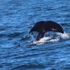 Rare Whale Encounter Near San Francisco as Killer Whales Harass Humpbacks in Unusual Nine-Hour Standoff