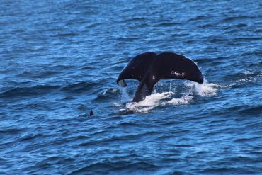 Rare Whale Encounter Near San Francisco as Killer Whales Harass Humpbacks in Unusual Nine-Hour Standoff