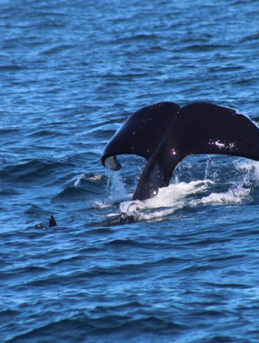 Rare Whale Encounter Near San Francisco as Killer Whales Harass Humpbacks in Unusual Nine-Hour Standoff