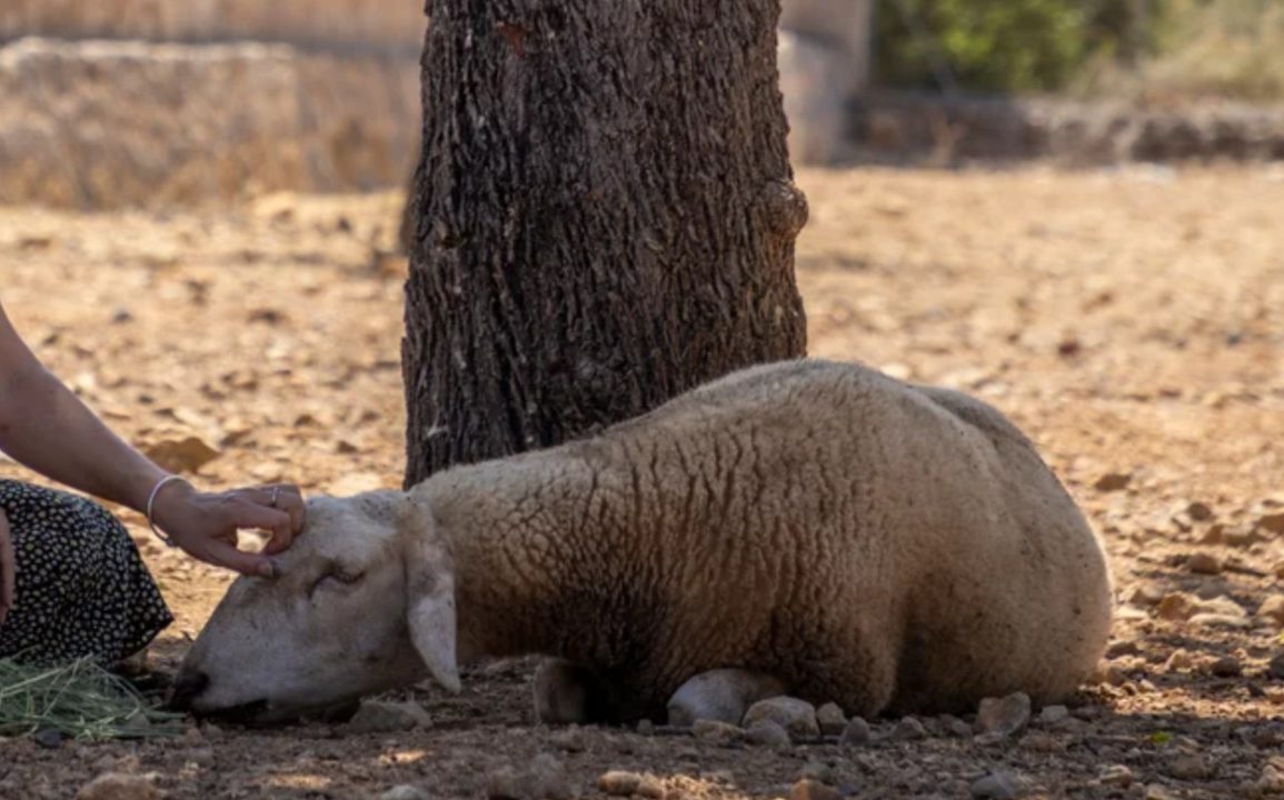 Solly the Sheep’s Tragic Tale Highlights the Growing Impact of Climate Change on Animal Welfare