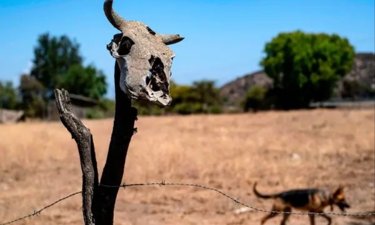 Solly the Sheep’s Tragic Tale Highlights the Growing Impact of Climate Change on Animal Welfare