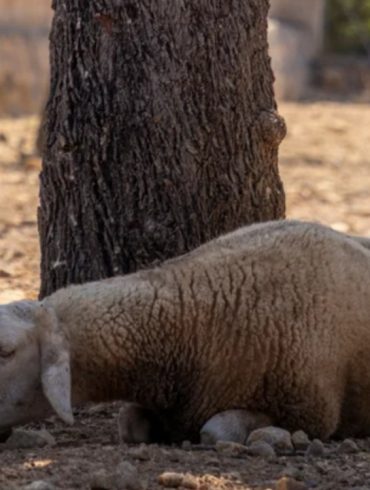 Solly the Sheep’s Tragic Tale Highlights the Growing Impact of Climate Change on Animal Welfare