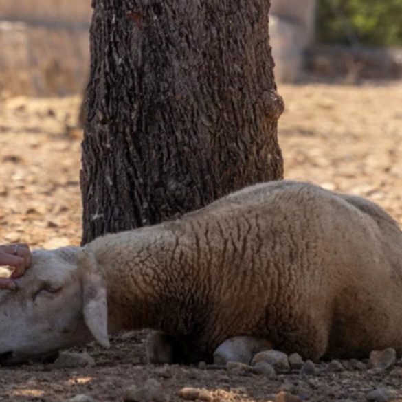 Solly the Sheep’s Tragic Tale Highlights the Growing Impact of Climate Change on Animal Welfare