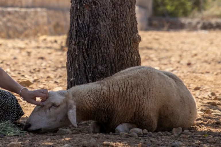 Solly the Sheep’s Tragic Tale Highlights the Growing Impact of Climate Change on Animal Welfare