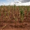 Southern Africa Faces Severe Food Crisis as El Niño-Induced Drought Impacts Millions