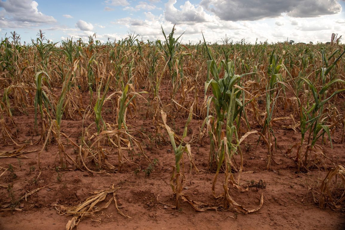 Southern Africa Faces Severe Food Crisis as El Niño-Induced Drought Impacts Millions