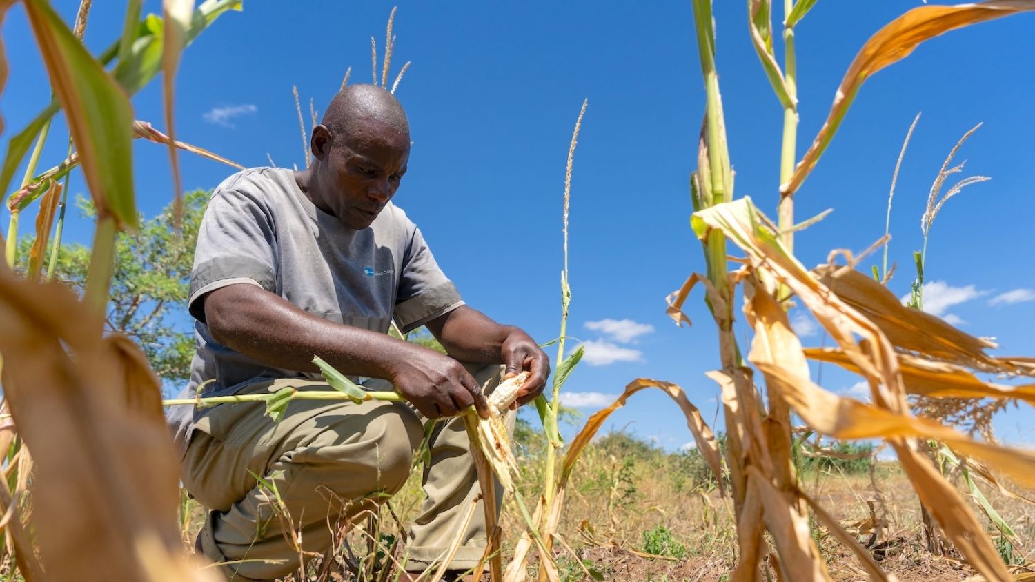 Southern Africa Faces Severe Food Crisis as El Niño-Induced Drought Impacts Millions