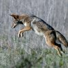 Southern California Faces Rising Coyote Activity Amid Increased Urban Encounters