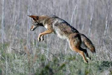 Southern California Faces Rising Coyote Activity Amid Increased Urban Encounters