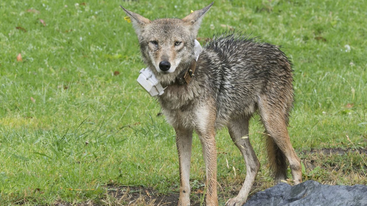 Southern California Faces Rising Coyote Activity Amid Increased Urban Encounters