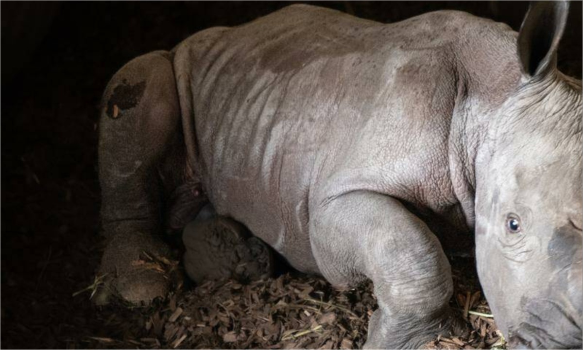 Southern White Rhino at Melbourne Zoo Gives Birth to Male Calf, Boosting Conservation Efforts