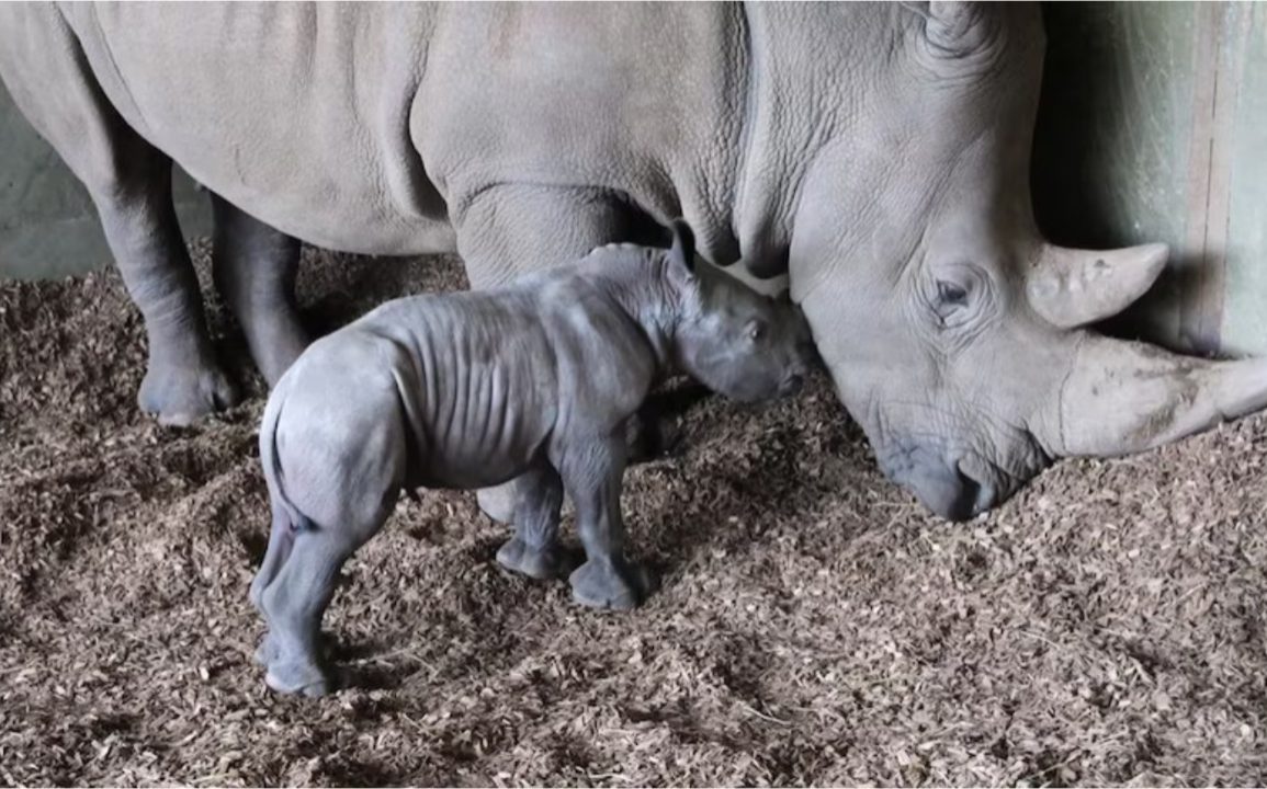 Southern White Rhino at Melbourne Zoo Gives Birth to Male Calf, Boosting Conservation Efforts