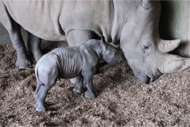 Southern White Rhino at Melbourne Zoo Gives Birth to Male Calf, Boosting Conservation Efforts