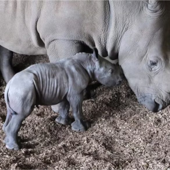 Southern White Rhino at Melbourne Zoo Gives Birth to Male Calf, Boosting Conservation Efforts