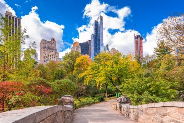 Study Reveals Hidden Air Quality Risks from New York City's Tree Planting Efforts