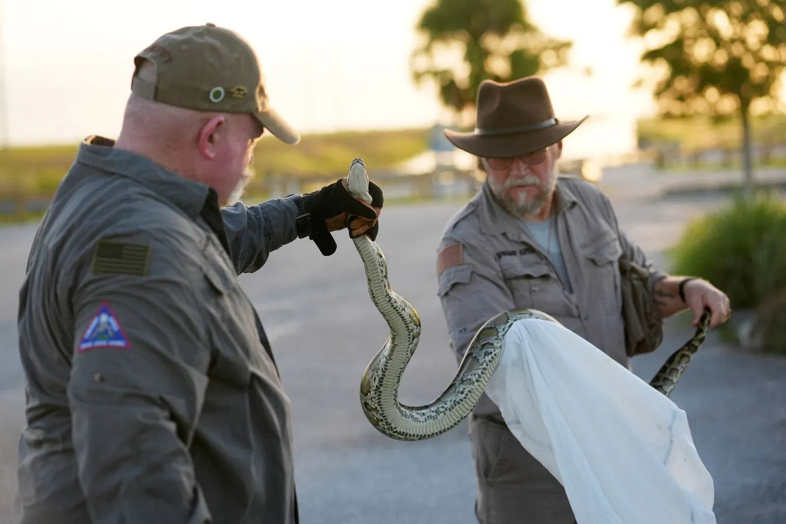 Veteran Python Hunter Battles Invasive Burmese Pythons in the Florida Everglades