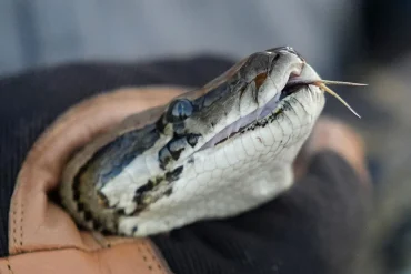 Veteran Python Hunter Battles Invasive Burmese Pythons in the Florida Everglades