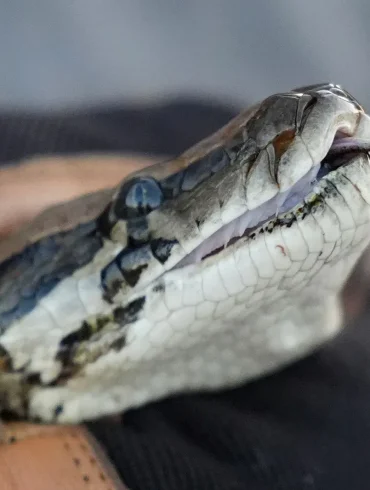 Veteran Python Hunter Battles Invasive Burmese Pythons in the Florida Everglades