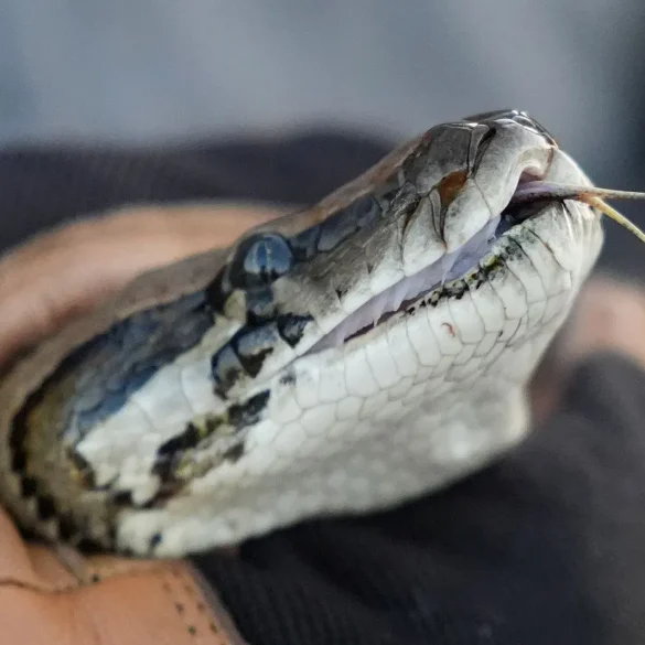 Veteran Python Hunter Battles Invasive Burmese Pythons in the Florida Everglades