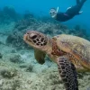 Volunteers on Sri Lankan Beach Protect Turtle Nests Amid Growing Human Impact and Conservation Challenges