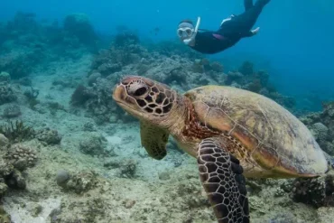 Volunteers on Sri Lankan Beach Protect Turtle Nests Amid Growing Human Impact and Conservation Challenges