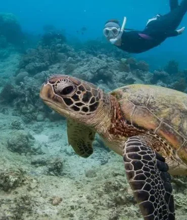 Volunteers on Sri Lankan Beach Protect Turtle Nests Amid Growing Human Impact and Conservation Challenges