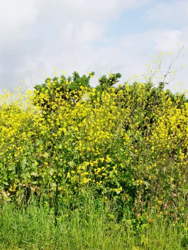 Air Pollution Severely Disrupts Insect Pollination Threatening Ecosystem Health and Food Crops