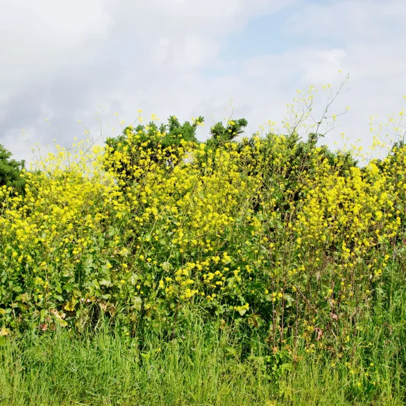 Air Pollution Severely Disrupts Insect Pollination Threatening Ecosystem Health and Food Crops