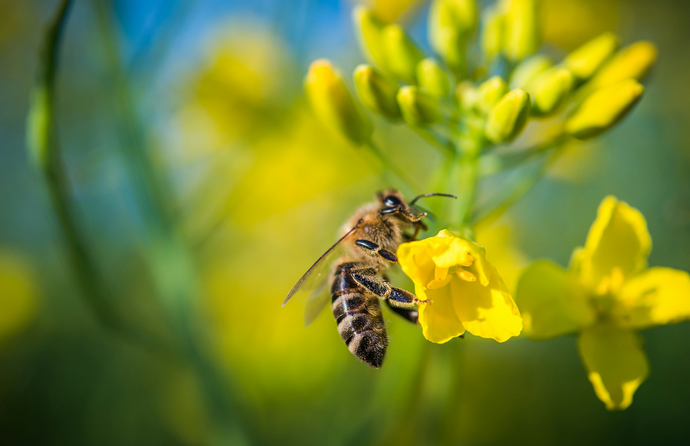 Air Pollution Severely Disrupts Insect Pollination Threatening Ecosystem Health and Food Crops