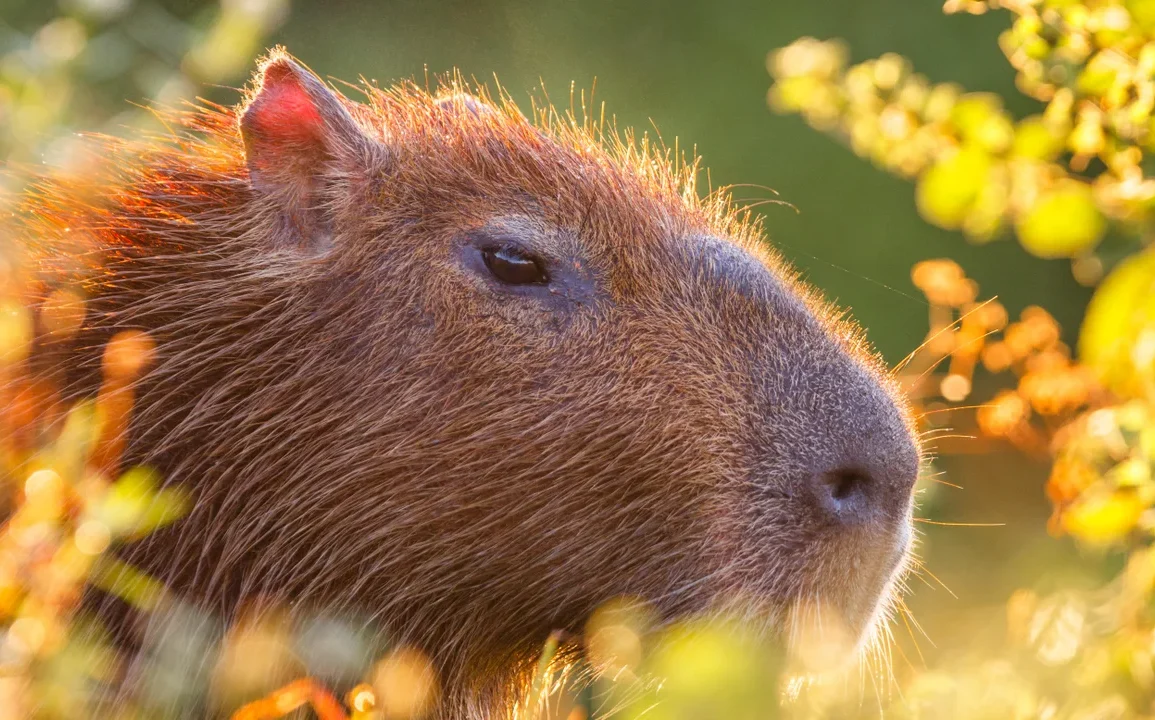 Beloved Capybara Cinnamon Escapes Telford Zoo, Search Intensifies as Public Warned