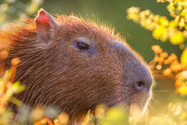 Beloved Capybara Cinnamon Escapes Telford Zoo, Search Intensifies as Public Warned