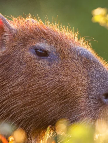 Beloved Capybara Cinnamon Escapes Telford Zoo, Search Intensifies as Public Warned