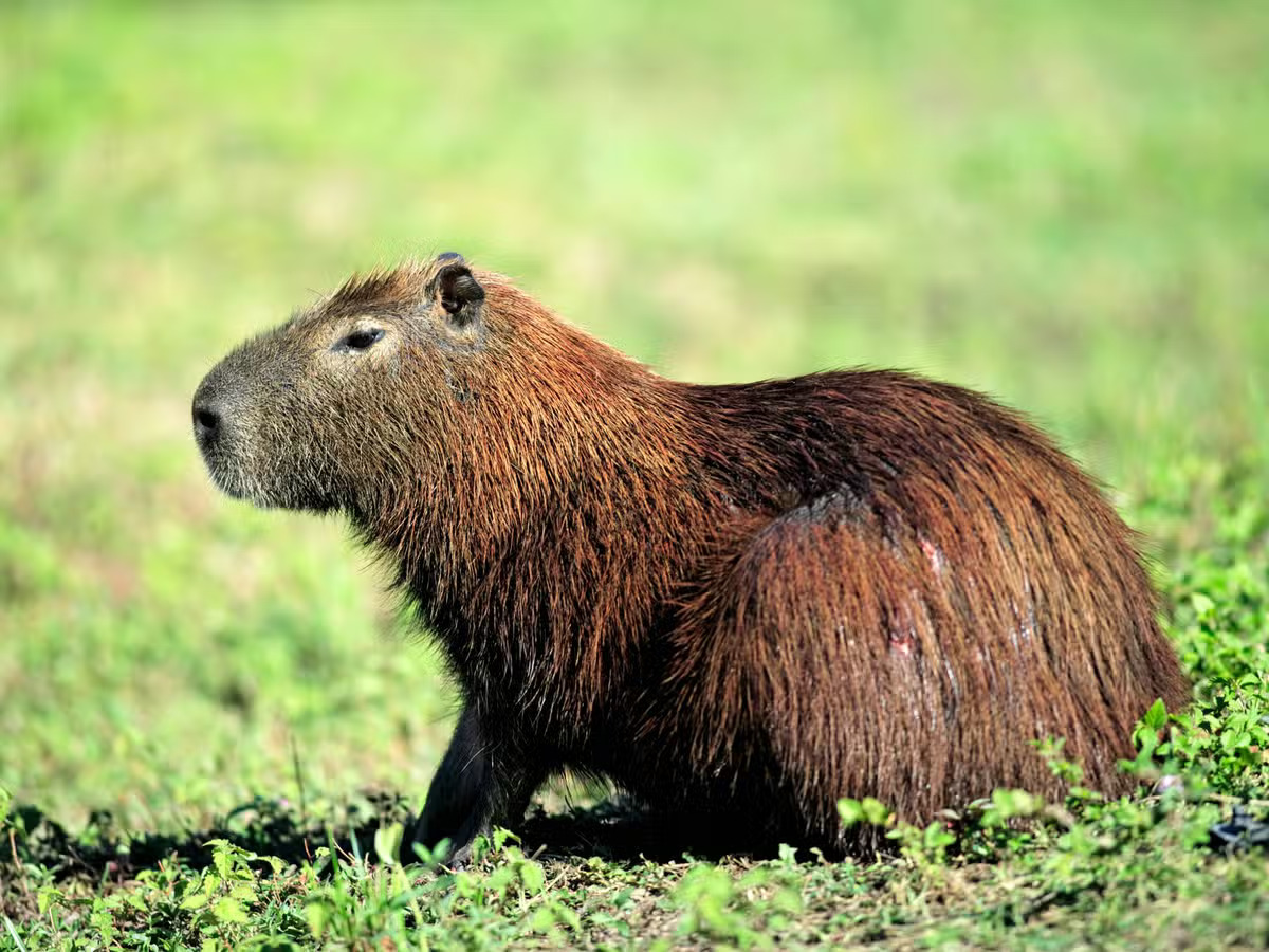 Beloved Capybara Cinnamon Escapes Telford Zoo, Search Intensifies as Public Warned