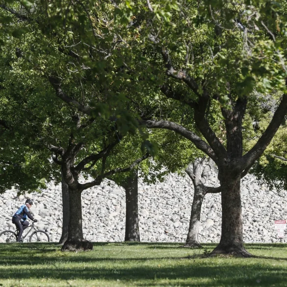 Cities Combat Rising Temperatures with Tree Planting and Green Spaces to Tackle Urban Heat