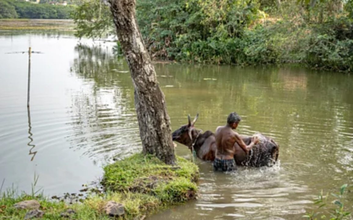 Community Restoration Revives Colombo’s Thalangama Wetland, Strengthening Flood Resilience Amid Urban Expansion