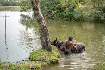 Community Restoration Revives Colombo’s Thalangama Wetland, Strengthening Flood Resilience Amid Urban Expansion