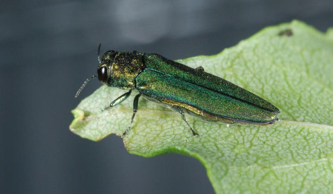 Emerald Ash Borer Confirmed in Lakewood, Threatening Colorado's Urban Forests