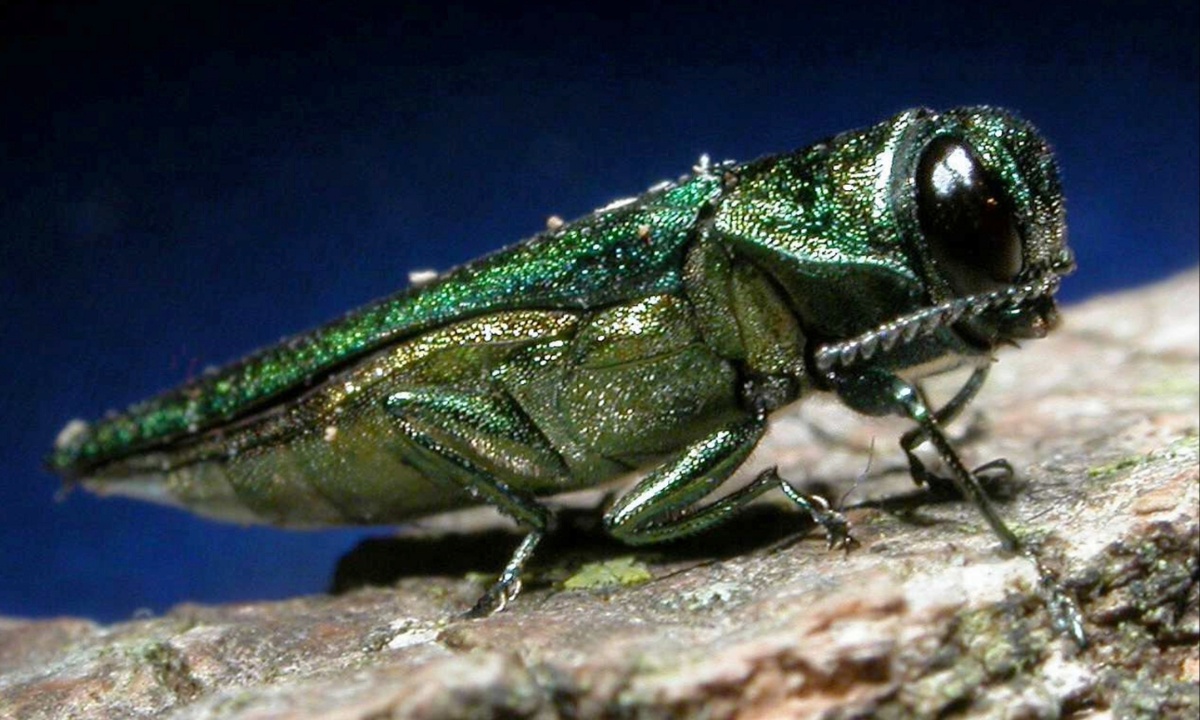 Emerald Ash Borer Confirmed in Lakewood, Threatening Colorado's Urban Forests