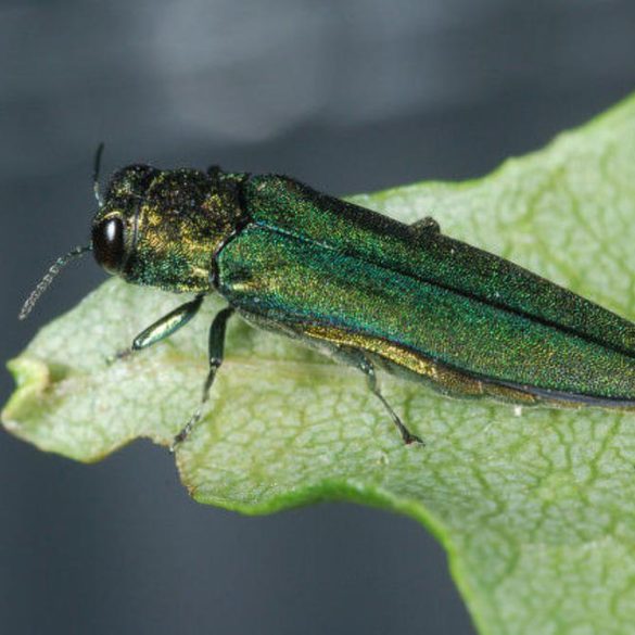 Emerald Ash Borer Confirmed in Lakewood, Threatening Colorado's Urban Forests