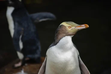 Hoiho Wins New Zealand's Bird of the Year Amidst Controversy and Conservation Urgency